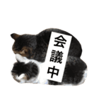 Hino and Moro's cats and dog3（個別スタンプ：12）