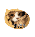 ちょっと上から目線の猫（個別スタンプ：2）