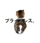 ちょっと上から目線の猫（個別スタンプ：6）