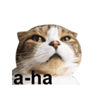 ちょっと上から目線の猫（個別スタンプ：13）