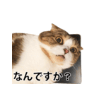 ちょっと上から目線の猫（個別スタンプ：15）