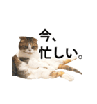 ちょっと上から目線の猫（個別スタンプ：23）