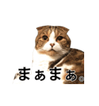 ちょっと上から目線の猫（個別スタンプ：27）