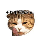 ちょっと上から目線の猫（個別スタンプ：31）