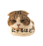 ちょっと上から目線の猫（個別スタンプ：32）