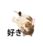 ちょっと上から目線の猫（個別スタンプ：40）