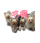 dog forever（個別スタンプ：2）