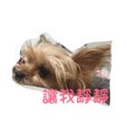 dog forever（個別スタンプ：4）