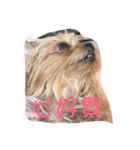 dog forever（個別スタンプ：5）