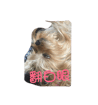 dog forever（個別スタンプ：7）