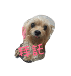 dog forever（個別スタンプ：8）