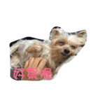 dog forever（個別スタンプ：9）