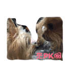 dog forever（個別スタンプ：11）