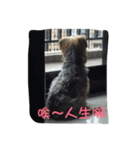 dog forever（個別スタンプ：12）