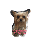 dog forever（個別スタンプ：13）