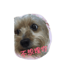 dog forever（個別スタンプ：14）