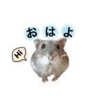 ブルーサファイアののんちゃま（個別スタンプ：36）