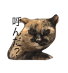 いぬとねこたち（個別スタンプ：1）