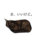 いぬとねこたち（個別スタンプ：5）