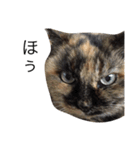 いぬとねこたち（個別スタンプ：7）