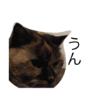 いぬとねこたち（個別スタンプ：8）