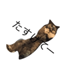 いぬとねこたち（個別スタンプ：9）