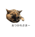 いぬとねこたち（個別スタンプ：10）