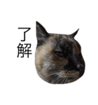 いぬとねこたち（個別スタンプ：11）