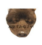 いぬとねこたち（個別スタンプ：14）