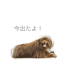 いぬとねこたち（個別スタンプ：17）