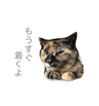 いぬとねこたち（個別スタンプ：18）