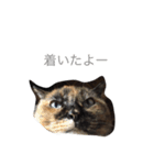 いぬとねこたち（個別スタンプ：19）