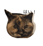 いぬとねこたち（個別スタンプ：23）