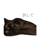 いぬとねこたち（個別スタンプ：24）