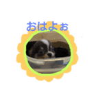 チワワのそら君（個別スタンプ：2）