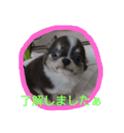 チワワのそら君（個別スタンプ：5）