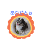 チワワのそら君（個別スタンプ：7）