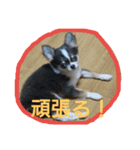 チワワのそら君（個別スタンプ：12）
