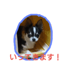 チワワのそら君（個別スタンプ：13）