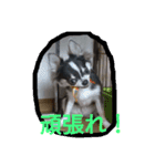 チワワのそら君（個別スタンプ：15）