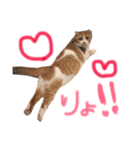 がじおも☆すたんぷ（個別スタンプ：4）