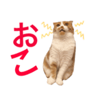 がじおも☆すたんぷ（個別スタンプ：7）