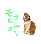 がじおも☆すたんぷ（個別スタンプ：8）