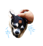 niou（個別スタンプ：10）