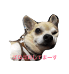 犬と過ごす日常生活（個別スタンプ：1）