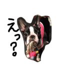 犬と過ごす日常生活（個別スタンプ：4）