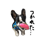 犬と過ごす日常生活（個別スタンプ：5）