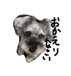 犬と過ごす日常生活（個別スタンプ：6）