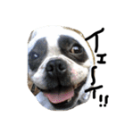 犬と過ごす日常生活（個別スタンプ：7）