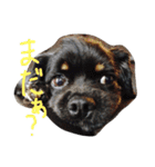 犬と過ごす日常生活（個別スタンプ：10）